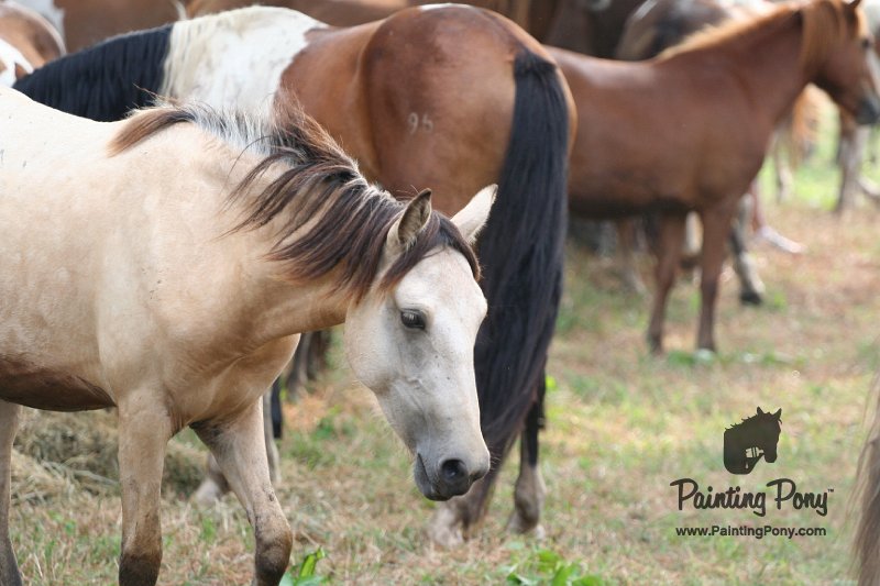 ponypenning08_202.JPG