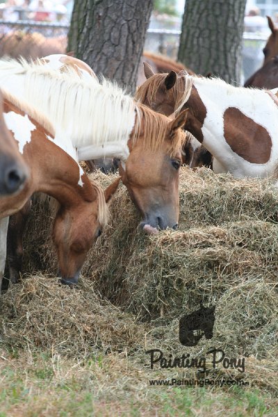 ponypenning08_203.JPG