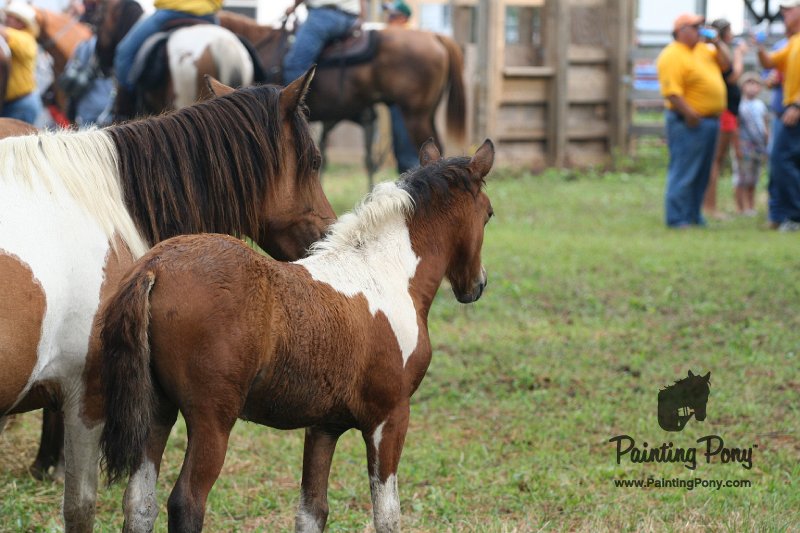ponypenning08_206.JPG
