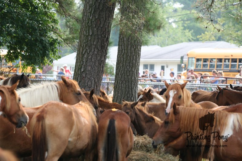ponypenning08_208.JPG