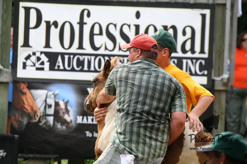 ponypenning08_240.JPG