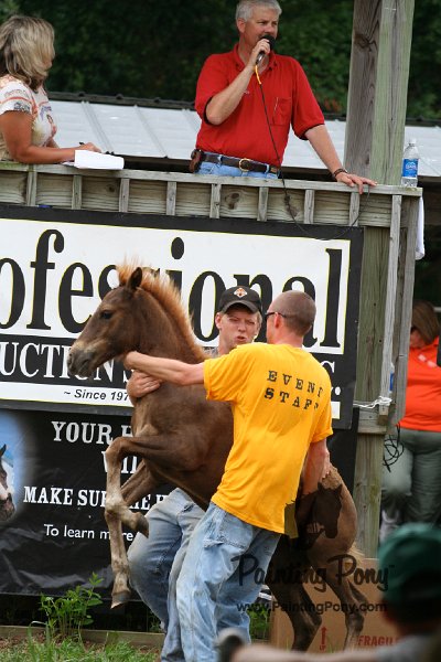 ponypenning08_248.JPG
