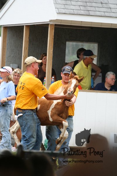 ponypenning08_275.JPG