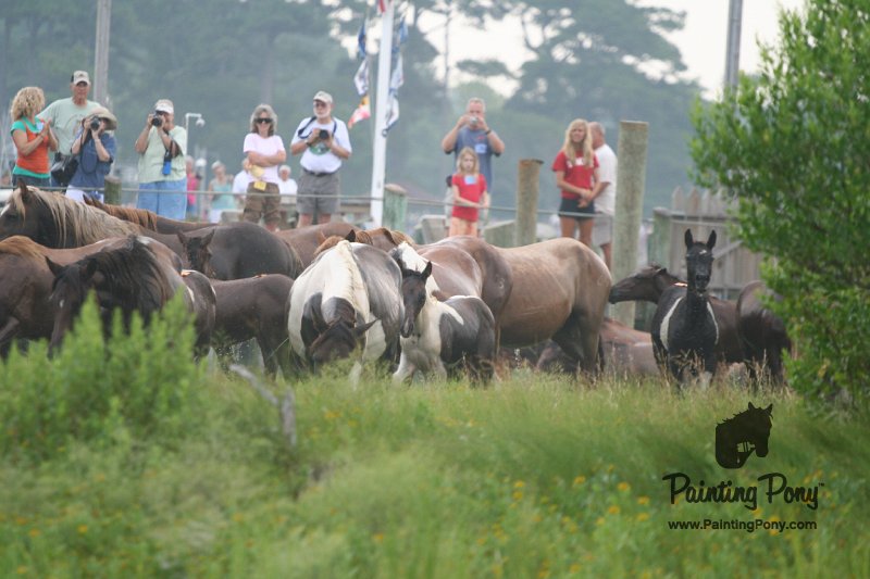 ponypenning08_88.JPG