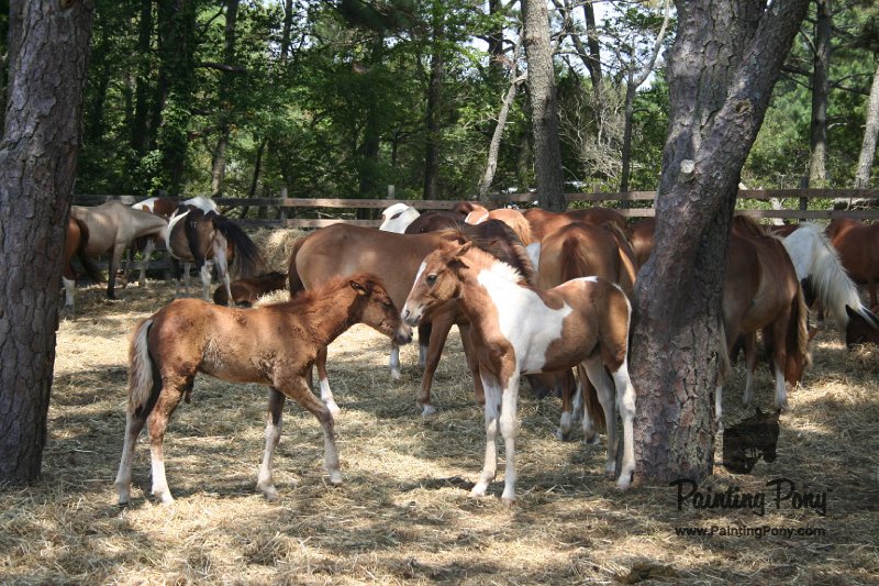 ponypenning_072710_001.JPG