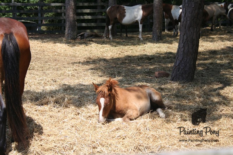 ponypenning_072710_002.JPG
