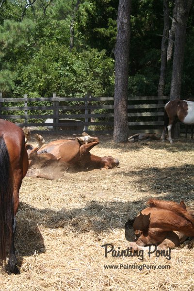 ponypenning_072710_003.JPG