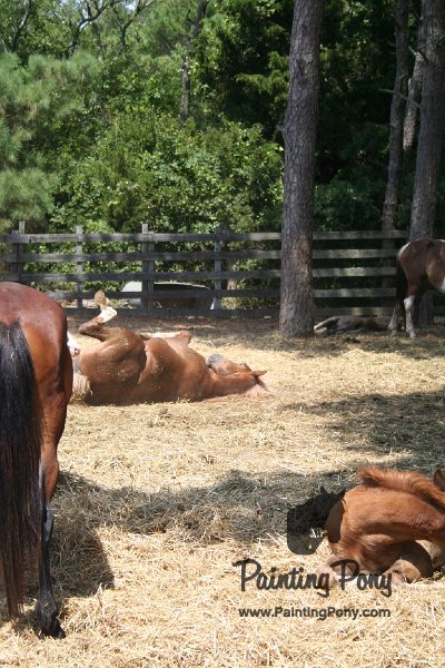ponypenning_072710_004.JPG