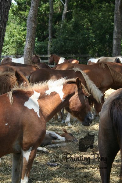 ponypenning_072710_007.JPG