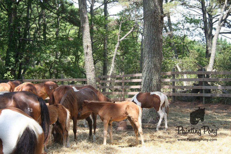 ponypenning_072710_008.JPG