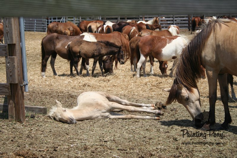 ponypenning_072710_009.JPG