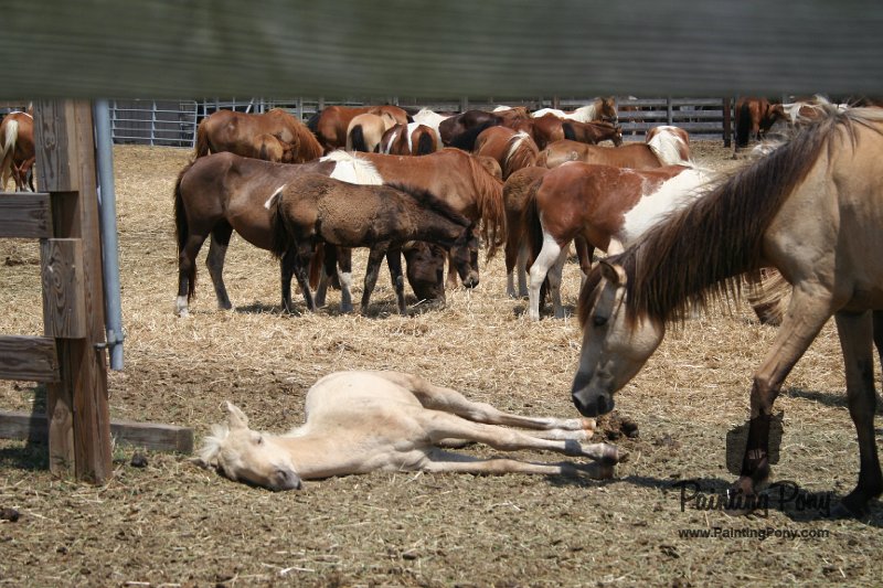 ponypenning_072710_010.JPG