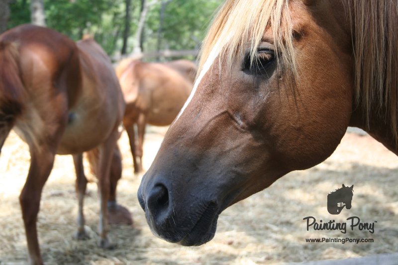 ponypenning_072710_014.JPG