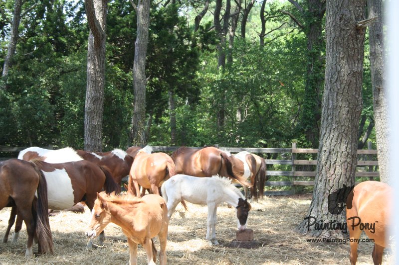 ponypenning_072710_016.JPG