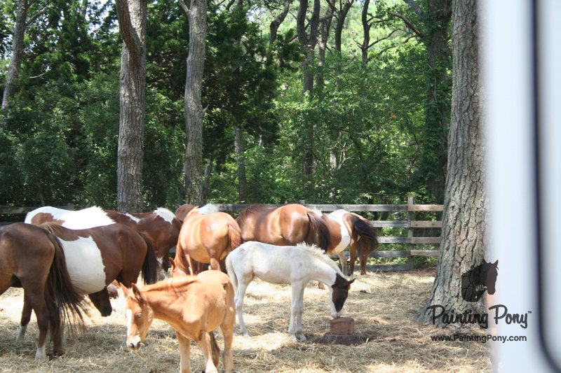 ponypenning_072710_017.JPG