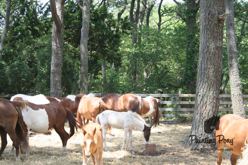 ponypenning_072710_018.JPG