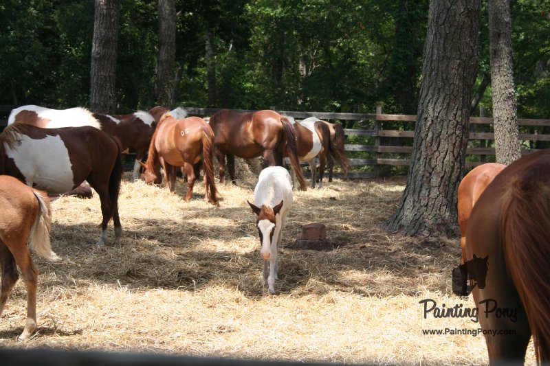 ponypenning_072710_019.JPG