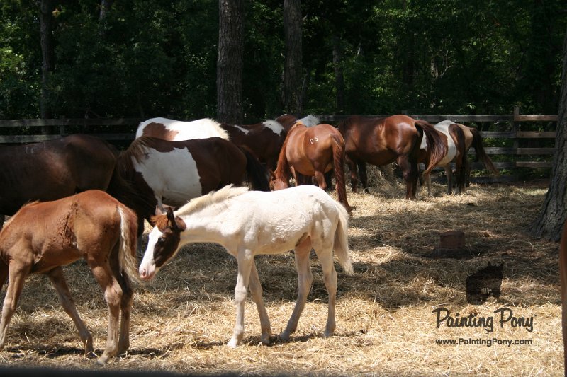 ponypenning_072710_021.JPG