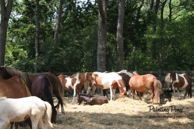ponypenning_072710_023.JPG