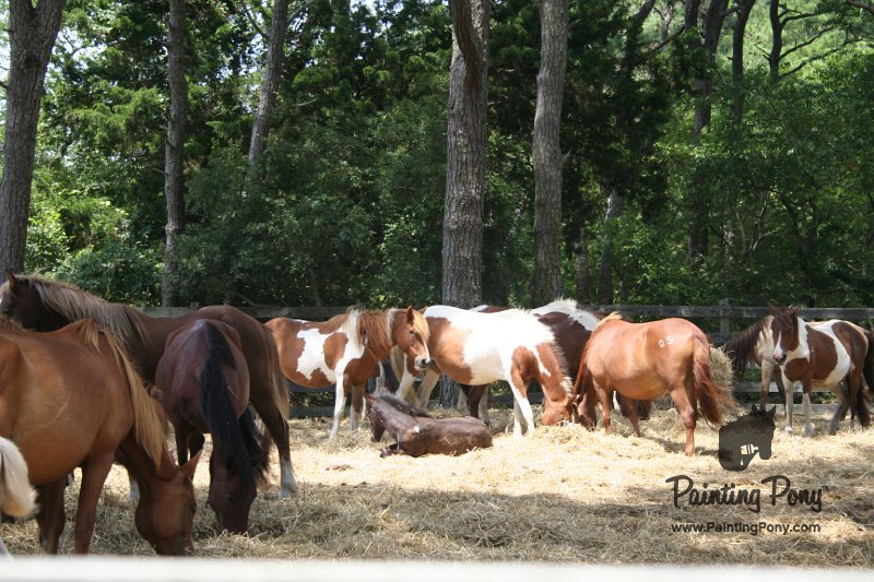 ponypenning_072710_024.JPG
