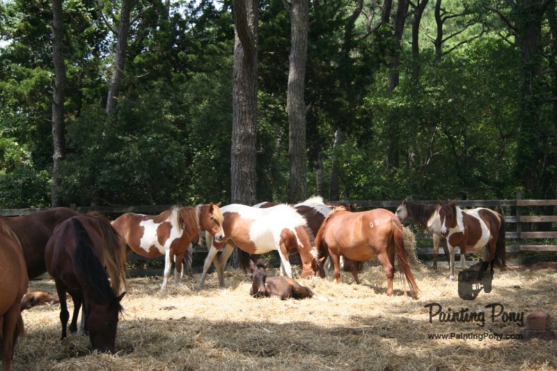 ponypenning_072710_026.JPG