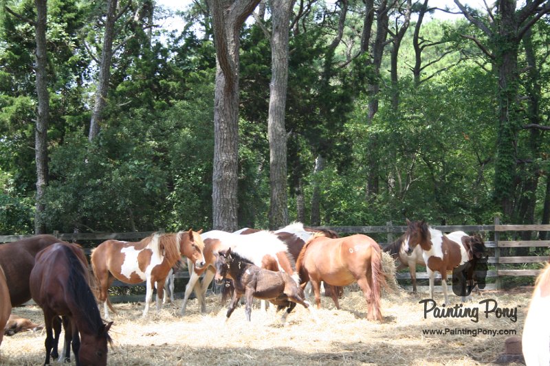 ponypenning_072710_027.JPG