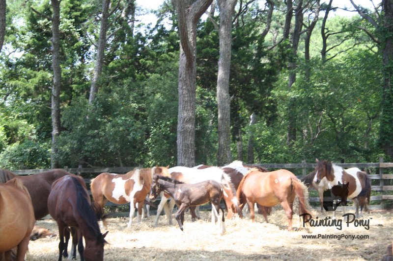 ponypenning_072710_028.JPG