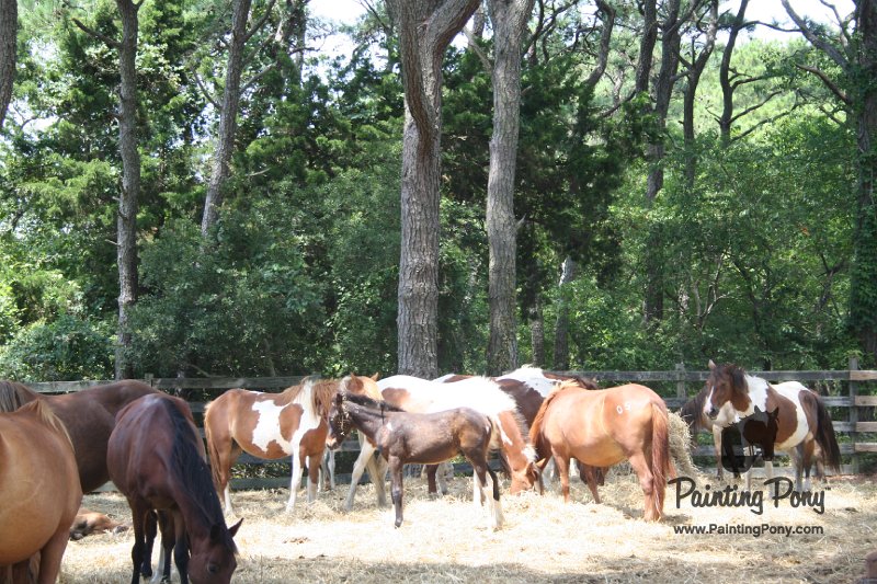 ponypenning_072710_029.JPG