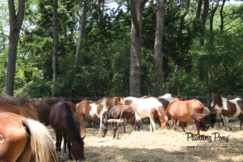 ponypenning_072710_030.JPG