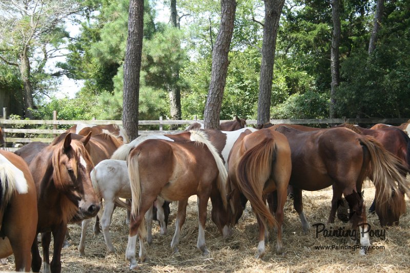 ponypenning_072710_031.JPG
