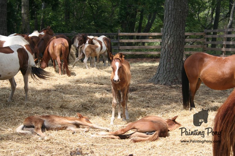 ponypenning_072710_032.JPG