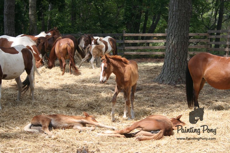 ponypenning_072710_033.JPG