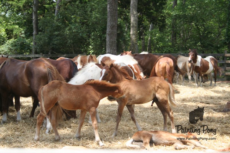 ponypenning_072710_034.JPG