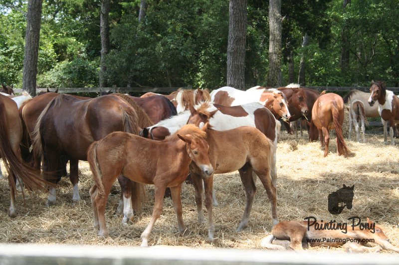 ponypenning_072710_035.JPG