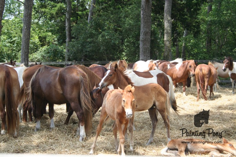 ponypenning_072710_036.JPG