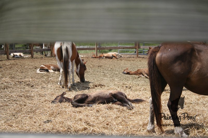 ponypenning_072710_037.JPG