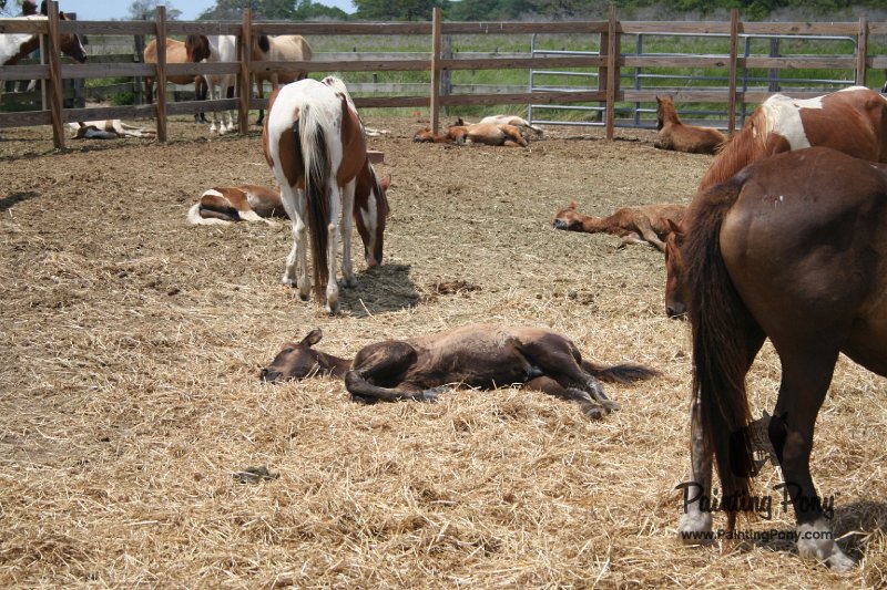 ponypenning_072710_038.JPG