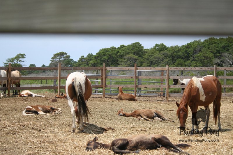 ponypenning_072710_039.JPG