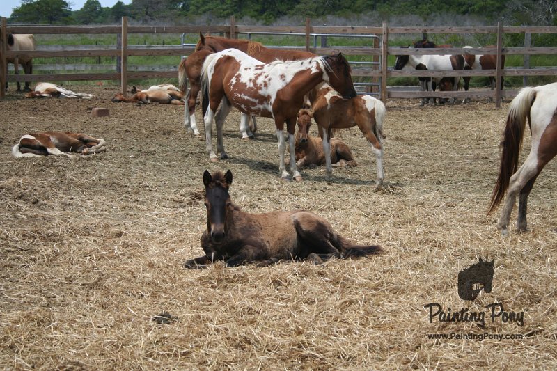 ponypenning_072710_040.JPG