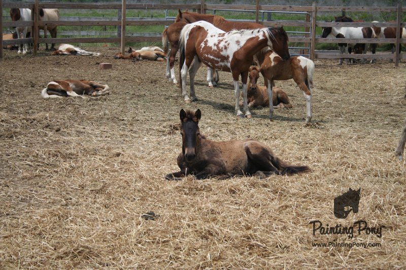 ponypenning_072710_041.JPG