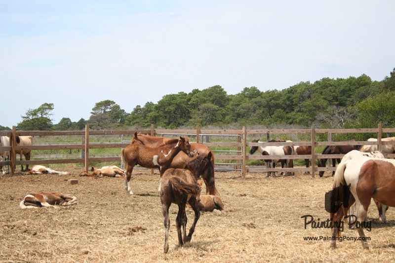 ponypenning_072710_042.JPG