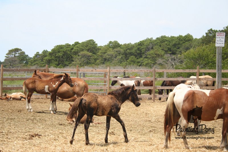 ponypenning_072710_043.JPG