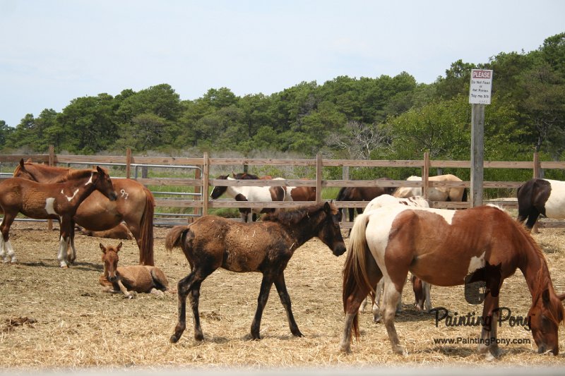 ponypenning_072710_044.JPG