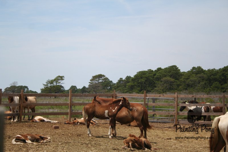 ponypenning_072710_045.JPG