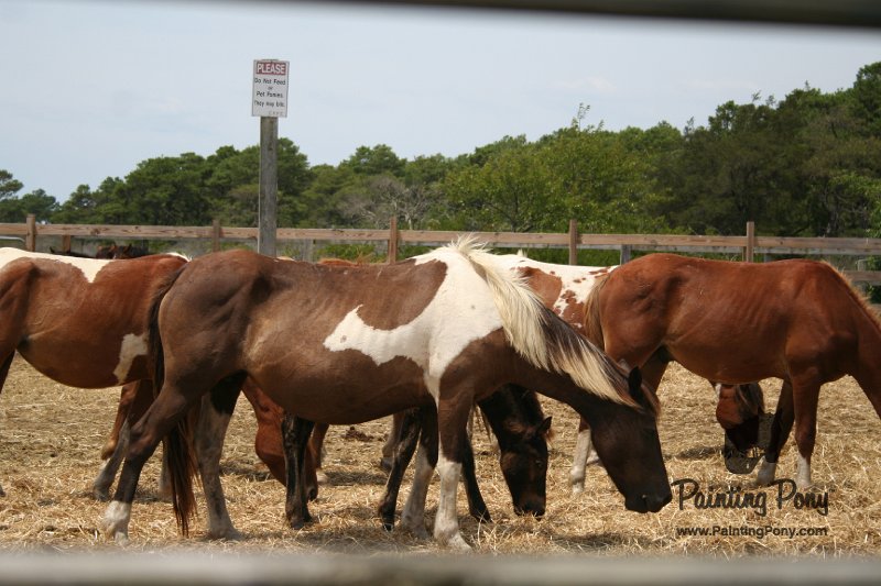 ponypenning_072710_046.JPG