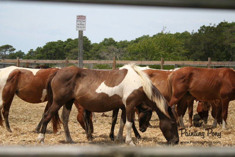 ponypenning_072710_047.JPG