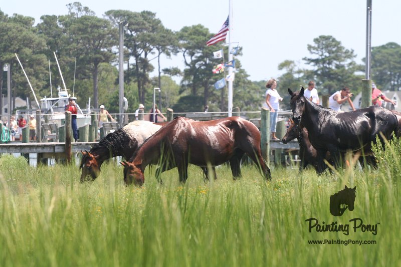 ponypenning_072810_111.JPG