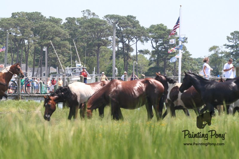 ponypenning_072810_112.JPG