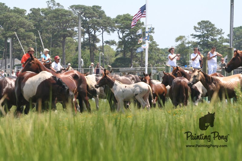 ponypenning_072810_113.JPG