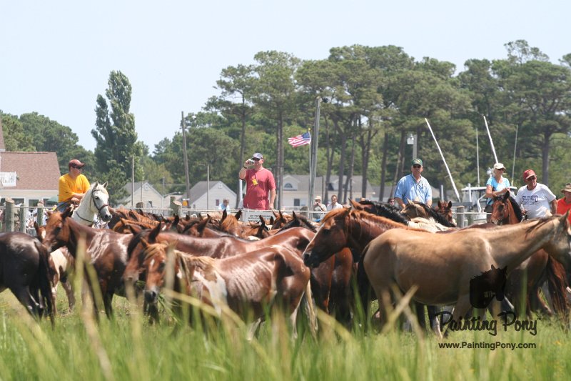 ponypenning_072810_119.JPG